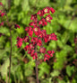  Purpurglöckchen Leuchtkäfer - Heuchera Sanguinea