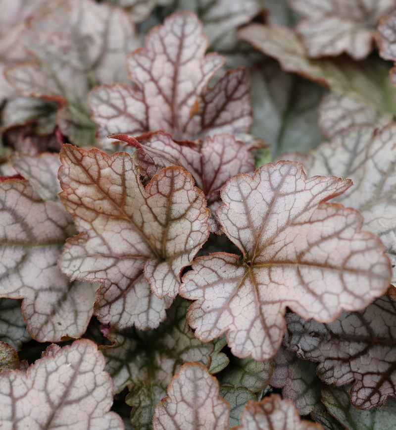  Teppich Purpurglöckchen Quicksilver - Heucherella Tiarelloides