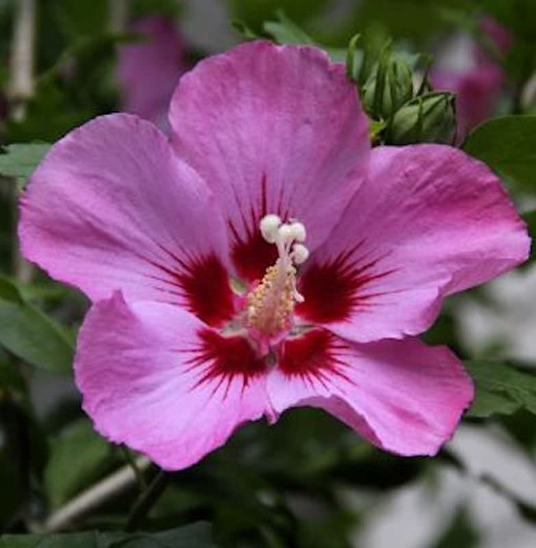  Garteneibisch Aphrodite 40-60cm - Hibiscus