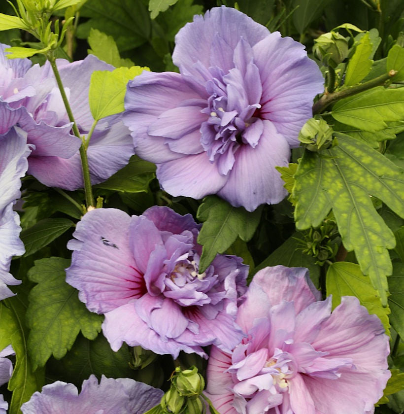  Garteneibisch Blue Chiffon 60-80cm - Hibiscus