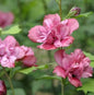  Garteneibisch Duc Brabant 40-60cm - Hibiscus
