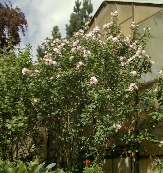 Garteneibisch French Point 40-60cm - Hibiscus