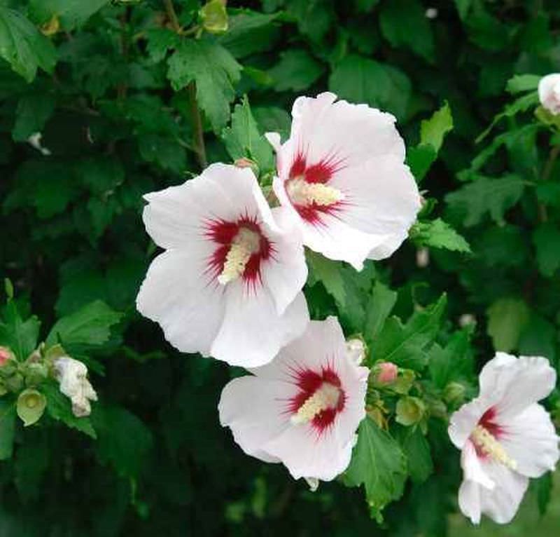  Garteneibisch Helen 60-80cm - Hibiscus