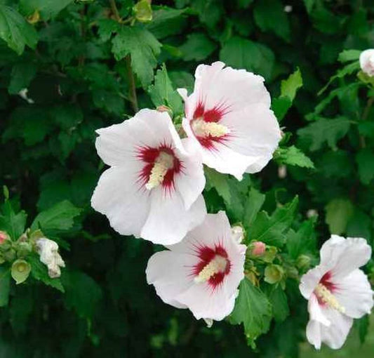  Garteneibisch Helen 40-60cm - Hibiscus