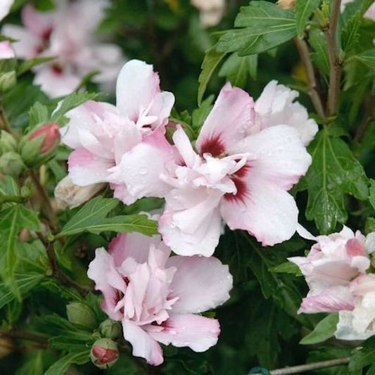  Garteneibisch Lady Stanley 40-60cm - Hibiscus