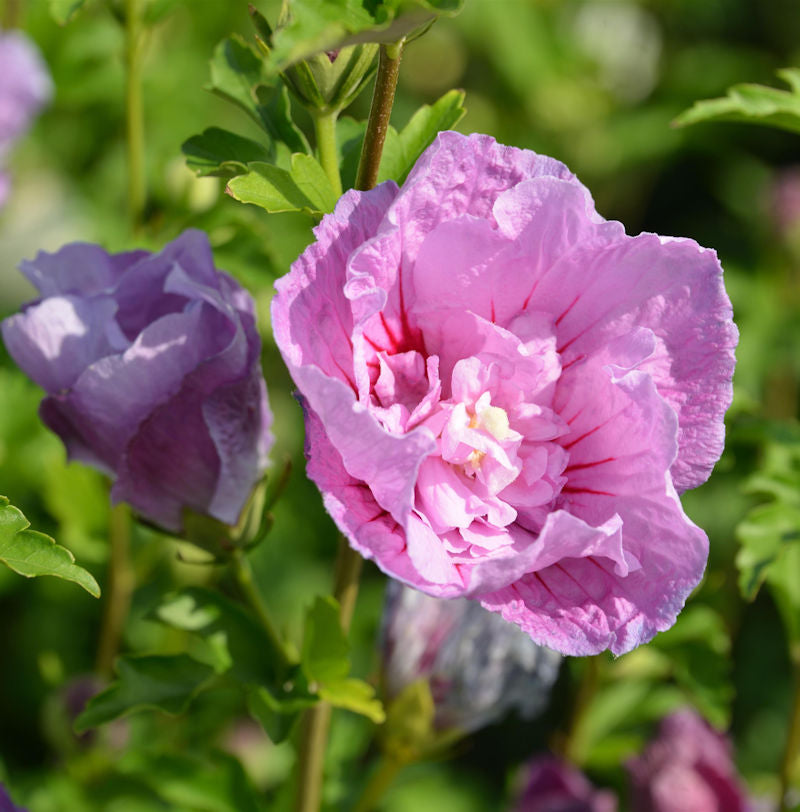  Garteneibisch Lavender Chiffon 80-100cm - Hibiscus
