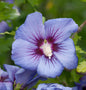 Hochstamm Garteneibisch Marina 40-60cm - Hibiscus