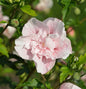  Garteneibisch French Pink Chiffon 80-100cm - Hibiscus