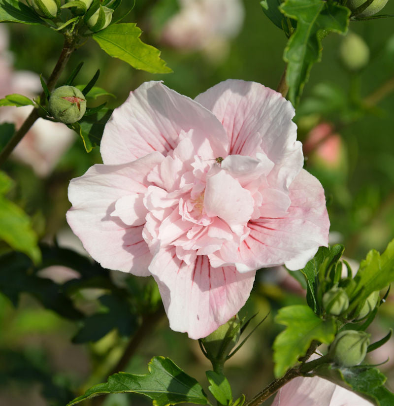  Hochstamm Garteneibisch French Pink Chiffon 60-80cm - Hibiscus