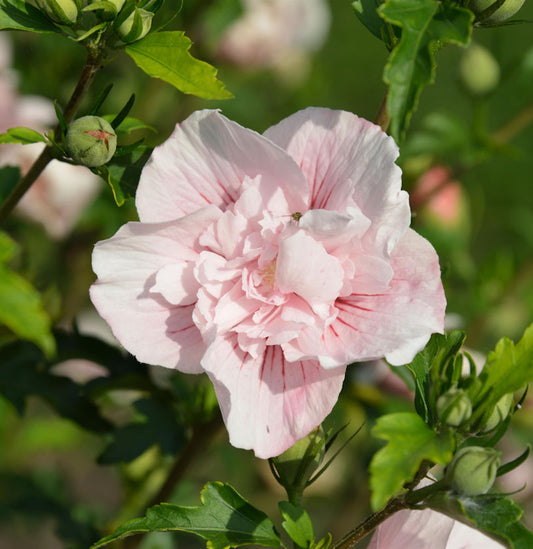  Hochstamm Garteneibisch French Pink Chiffon 60-80cm - Hibiscus