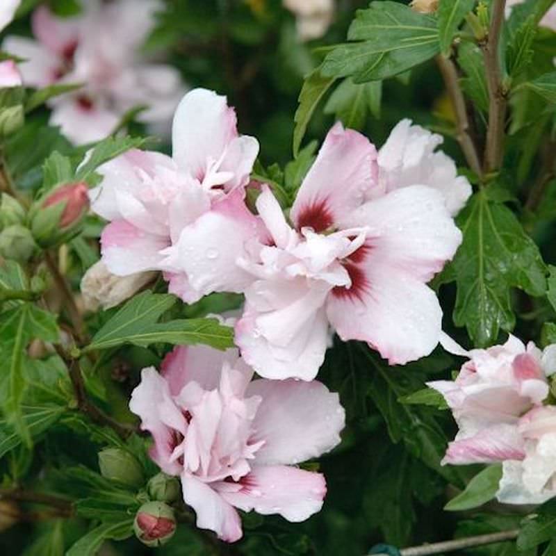  Garteneibisch Pinky Spot 80-100cm - Hibiscus