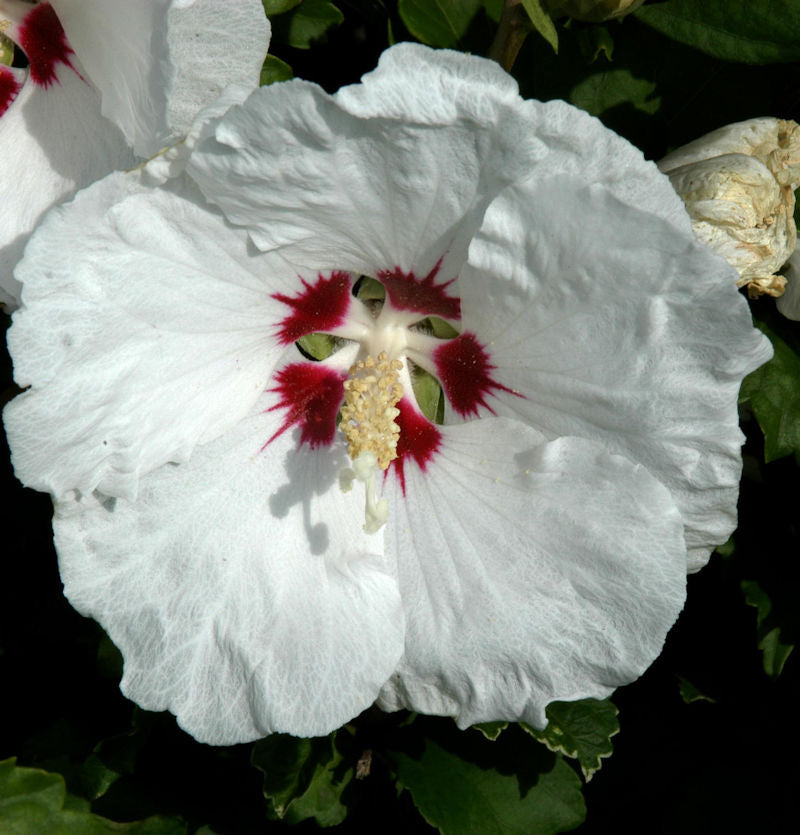  Rosen Eibisch Red Heart 30-40cm - Hibiscus Syriacus