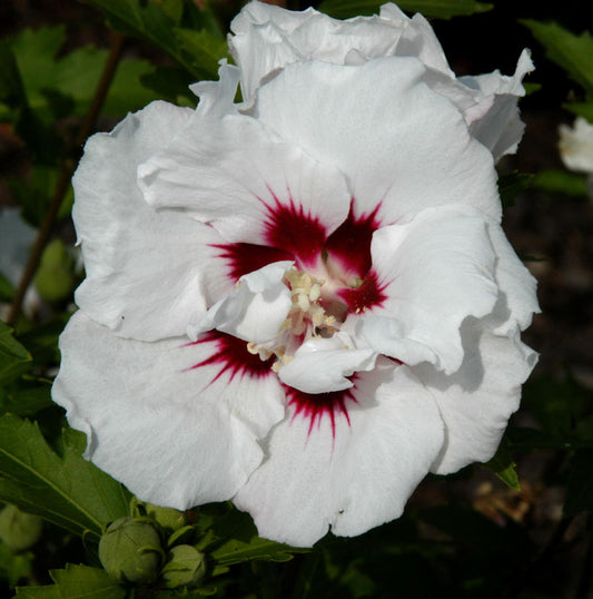  Hochstamm Garteneibisch Speciosus 80-100cm - Hibiscus