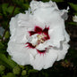  Hochstamm Garteneibisch Speciosus 80-100cm - Hibiscus