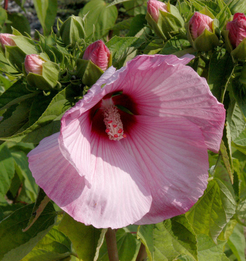  Staudeneibisch Summerific Dark Mystery Rot 40-60cm - Hibiscus Moscheutos