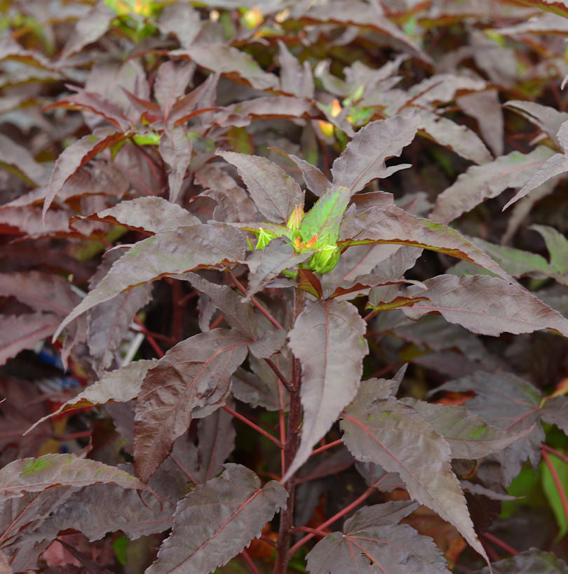  Staudeneibisch Summerific Holi Graile 40-60cm - Hibiscus Moscheutos