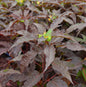  Staudeneibisch Summerific Holi Graile 40-60cm - Hibiscus Moscheutos