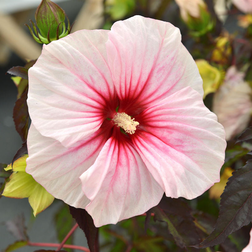  Staudeneibisch Summerific Starry Starry Night 40-60cm - Hibiscus Moscheutos