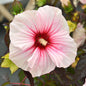  Staudeneibisch Summerific Starry Starry Night 40-60cm - Hibiscus Moscheutos