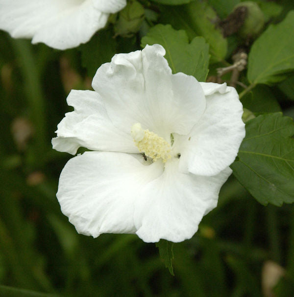  Rosen Eibisch Eleonore® 80-100cm - Hibiscus