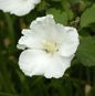  Rosen Eibisch Eleonore® 40-60cm - Hibiscus