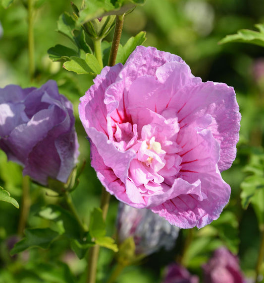  Garteneibisch Flower Tower Purple 60-80cm - Hibiscus Syriacus