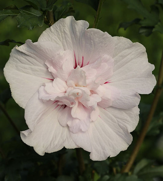  Garteneibisch French Cabaret Pastel 80-100cm - Hibiscus