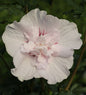  Garteneibisch French Cabaret Pastel 80-100cm - Hibiscus