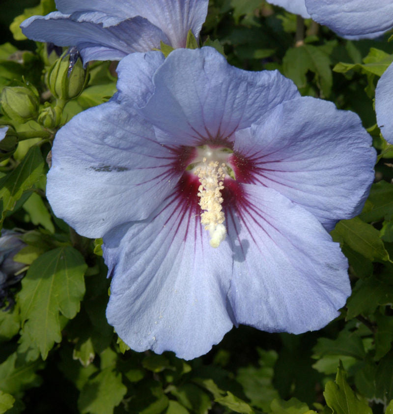  Hochstamm Garteneibisch Oiseau Bleu 40-60cm - Hibiscus Syriacus