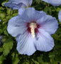  Hochstamm Garteneibisch Oiseau Bleu 40-60cm - Hibiscus Syriacus