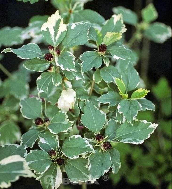  Hochstamm Garteneibisch Purpureus Variegatus 80-100cm - Hibiscus Syriacus