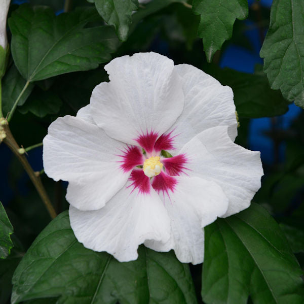  Garteneibisch Shintaeyang 60-80cm - Hibiscus