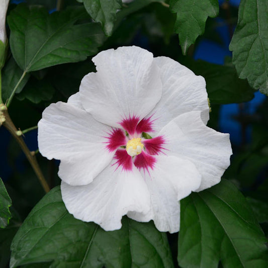  Garteneibisch Shintaeyang 60-80cm - Hibiscus