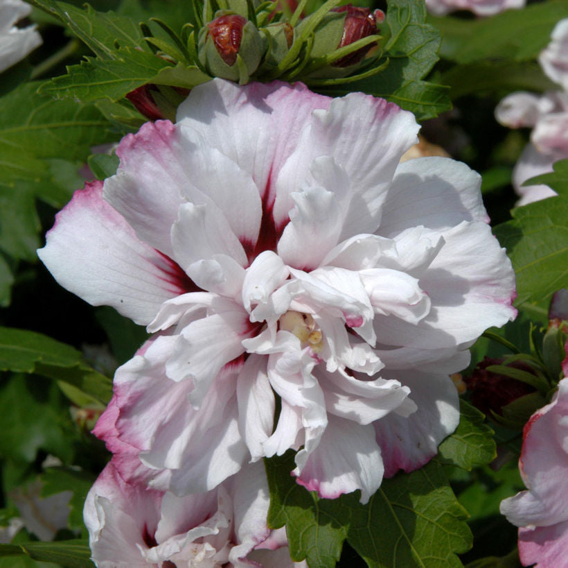  Garteneibisch Starburst Chiffon® 80-100cm - Hibiscus