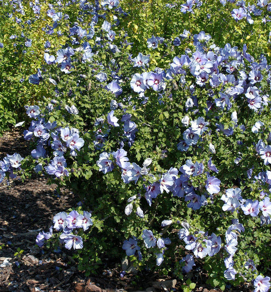  Garteneibisch Sup Blue 60-80cm - Hibiscus