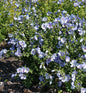  Garteneibisch Sup Blue 40-60cm - Hibiscus