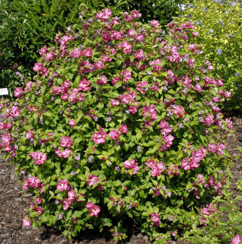  Garteneibisch Sup Bridge 40-60cm - Hibiscus