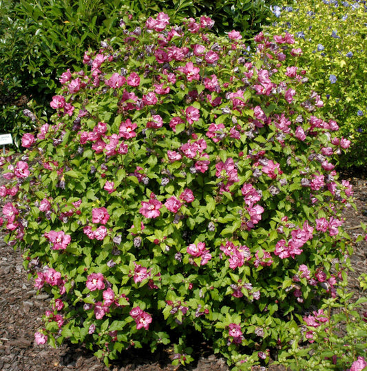  Garteneibisch Sup Bridge 40-60cm - Hibiscus