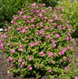  Garteneibisch Sup Bridge 40-60cm - Hibiscus
