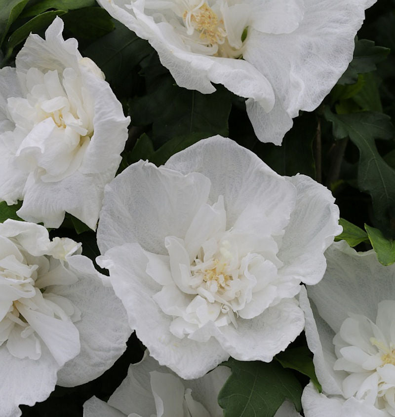  Garteneibisch Diana 40-60cm - Hibiscus