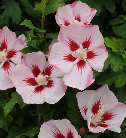  Hochstamm Rosen Eibisch Hamabo 60-80cm - Hibiscus