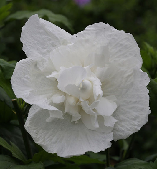 Hochstamm Garteneibisch White Chiffon 60-80cm - Hibiscus Syriacus