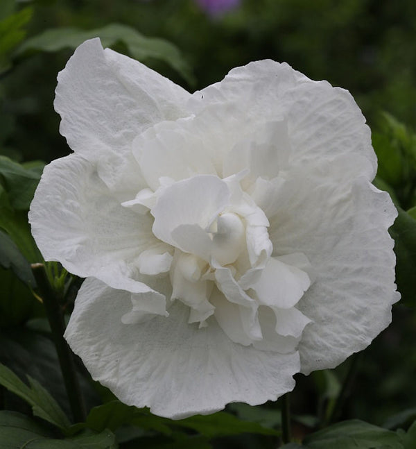  Hochstamm Garteneibisch White Chiffon 60-80cm - Hibiscus Syriacus