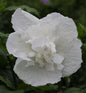  Hochstamm Garteneibisch White Chiffon 60-80cm - Hibiscus Syriacus