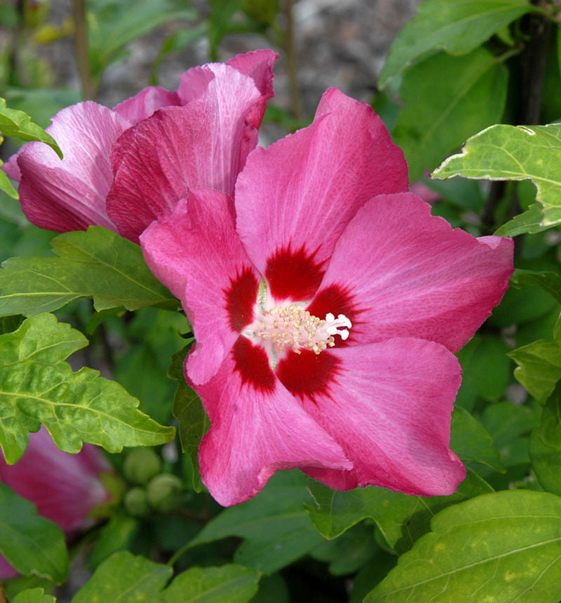  Hochstamm Rosen Eibisch Woodbridge 80-100cm - Hibiscus