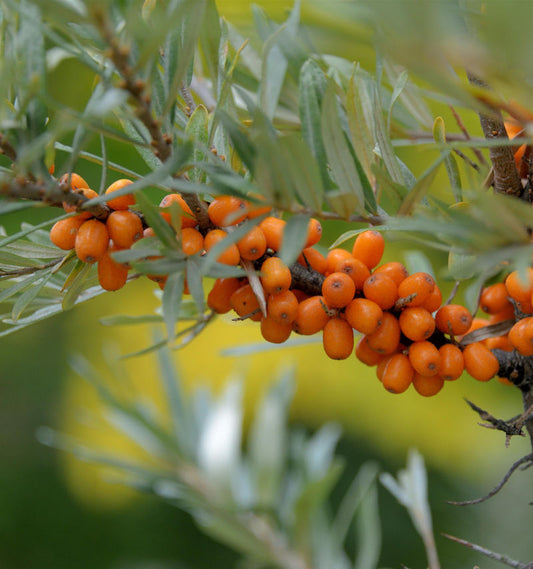  Sanddorn Friesdorfer Orange 60-80cm - Hippophae Rhamnoides
