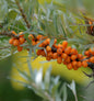  Sanddorn Friesdorfer Orange 60-80cm - Hippophae Rhamnoides