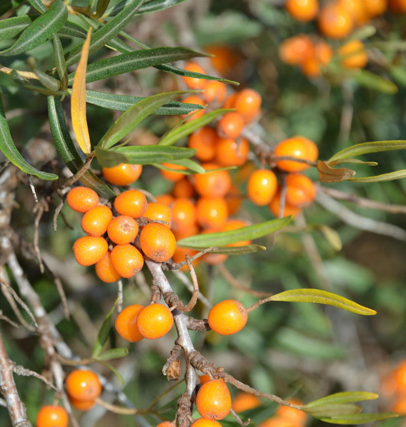  Weiblicher Sanddorn Orange Energy® 80-100cm - Hippophae Rhamnoides