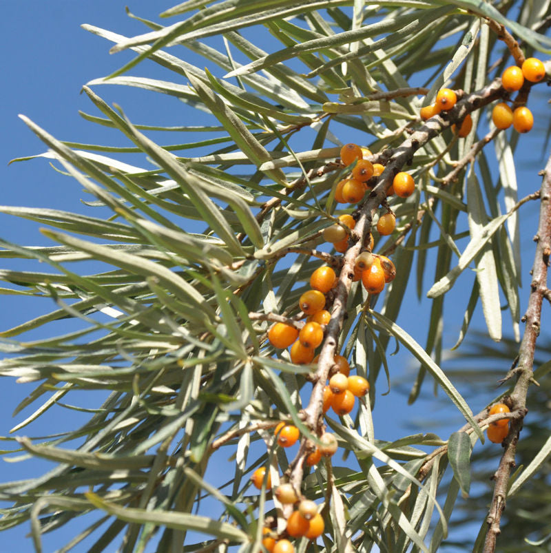  Sanddorn Weiblich 60-80cm - Hippophae Rhamnoides
