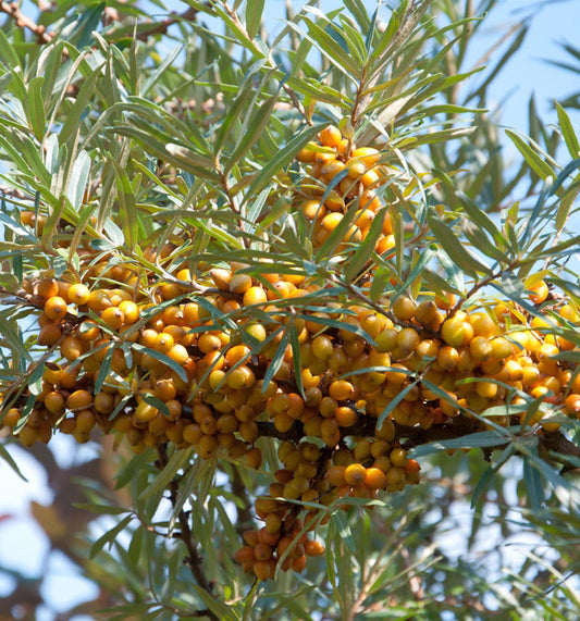  Weiblicher Sanddorn Hergo 40-60cm - Hippophae Rhamnoides